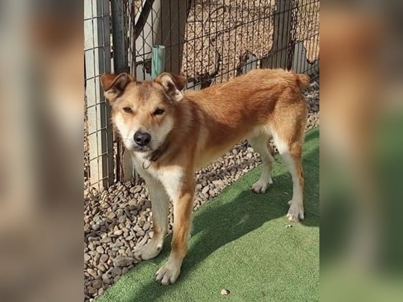 Santo, seine Geschichte braucht ein Happy End