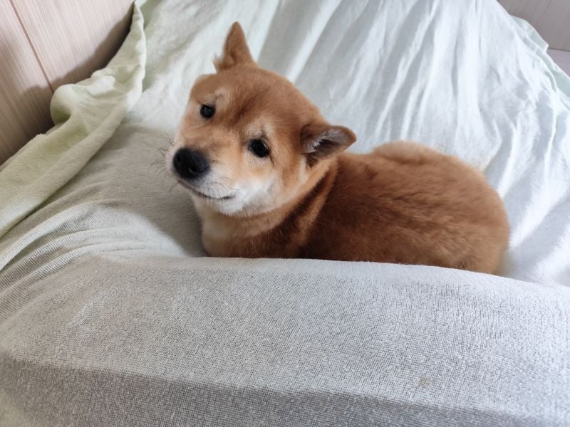 Welpe WILLOW - die sanfte Hündin sucht ein liebevolles Zuhause bei einfühlsamen Menschen