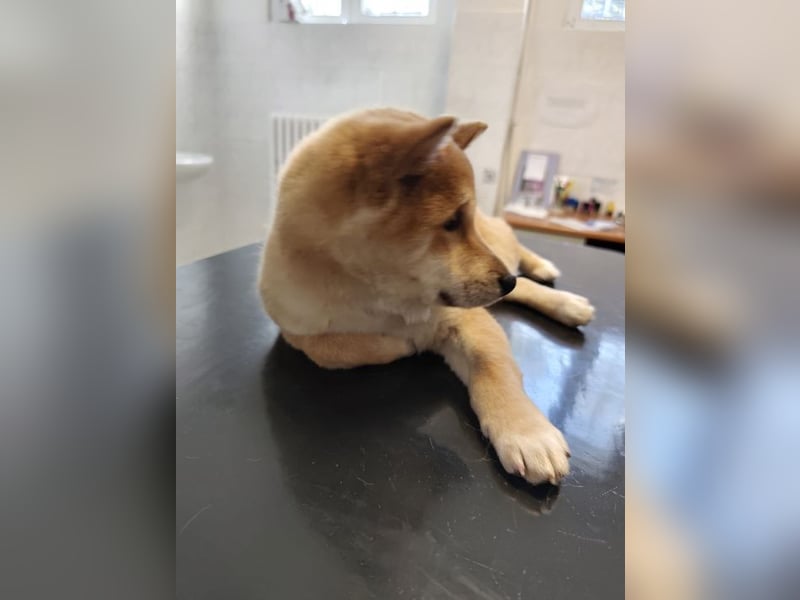 Welpe WILLOW - die sanfte Hündin sucht ein liebevolles Zuhause bei einfühlsamen Menschen