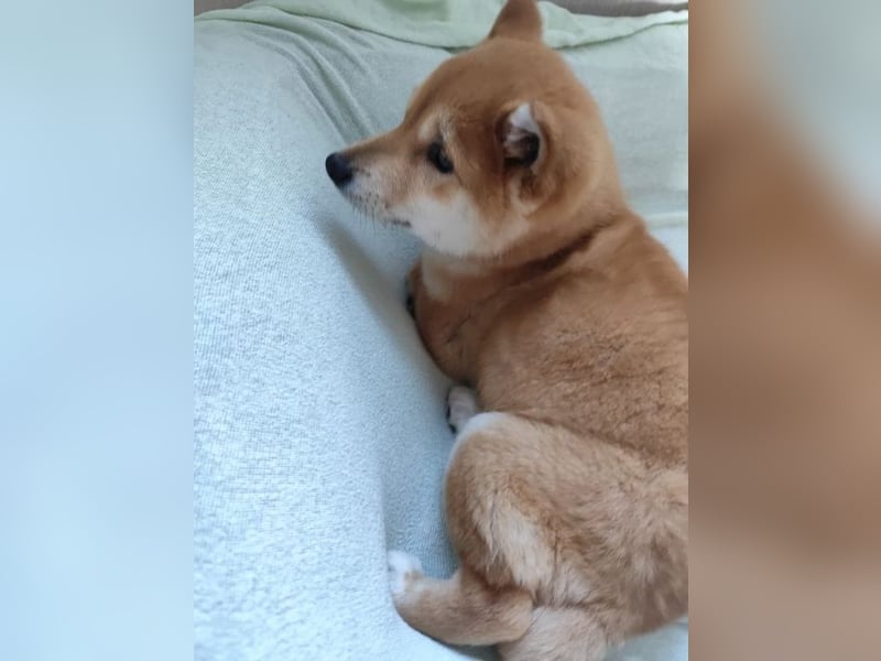 Welpe WILLOW - die sanfte Hündin sucht ein liebevolles Zuhause bei einfühlsamen Menschen