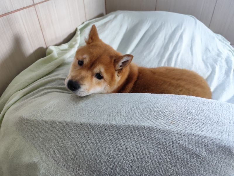 Welpe WILLOW - die sanfte Hündin sucht ein liebevolles Zuhause bei einfühlsamen Menschen