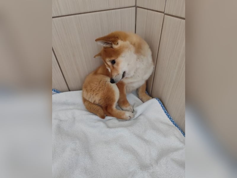 Welpe WILLOW - die sanfte Hündin sucht ein liebevolles Zuhause bei einfühlsamen Menschen