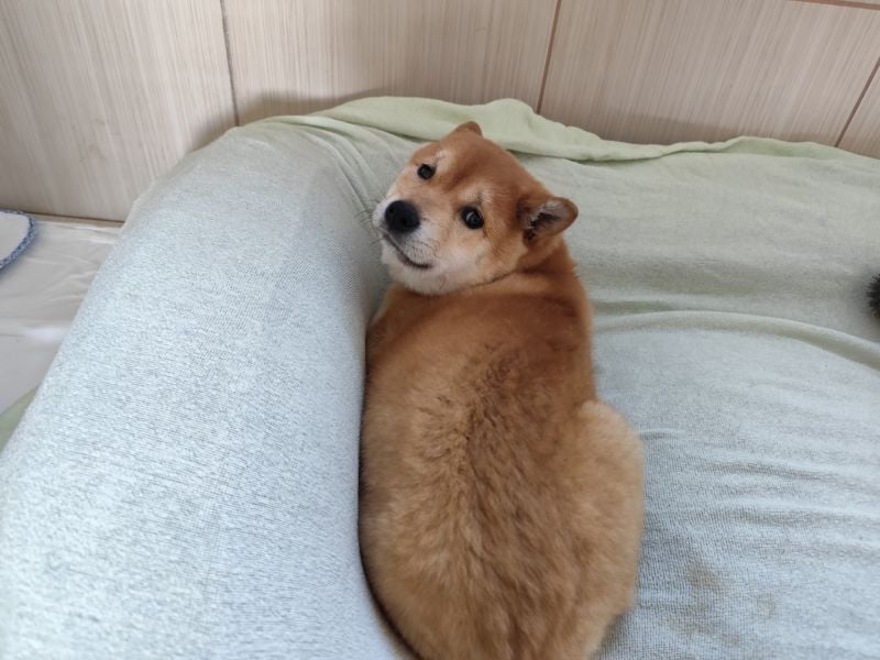 Welpe WILLOW - die sanfte Hündin sucht ein liebevolles Zuhause bei einfühlsamen Menschen