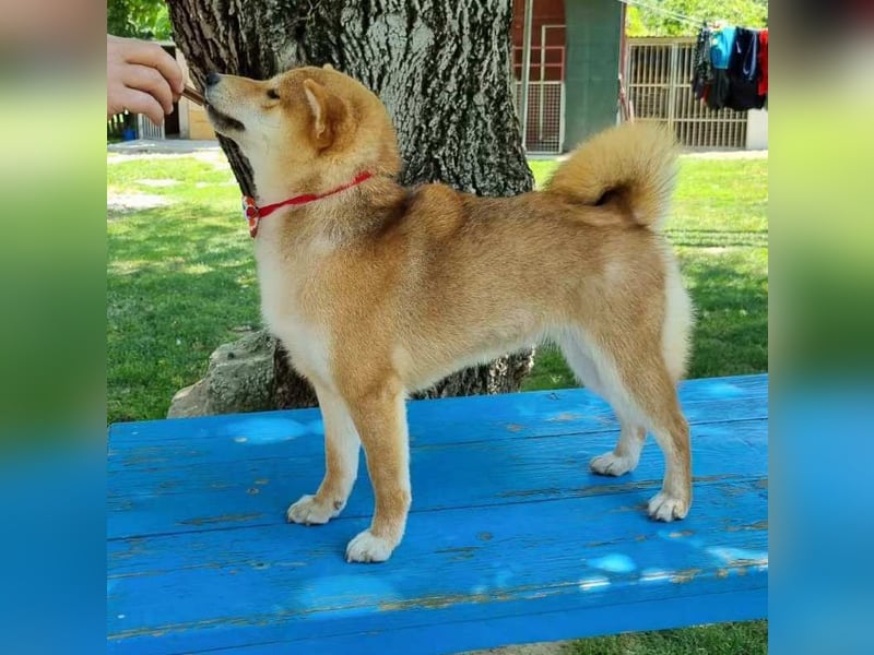 Shiba inu