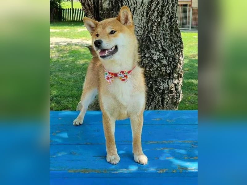 Shiba inu