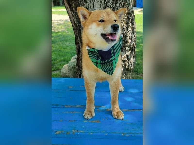 Shiba inu