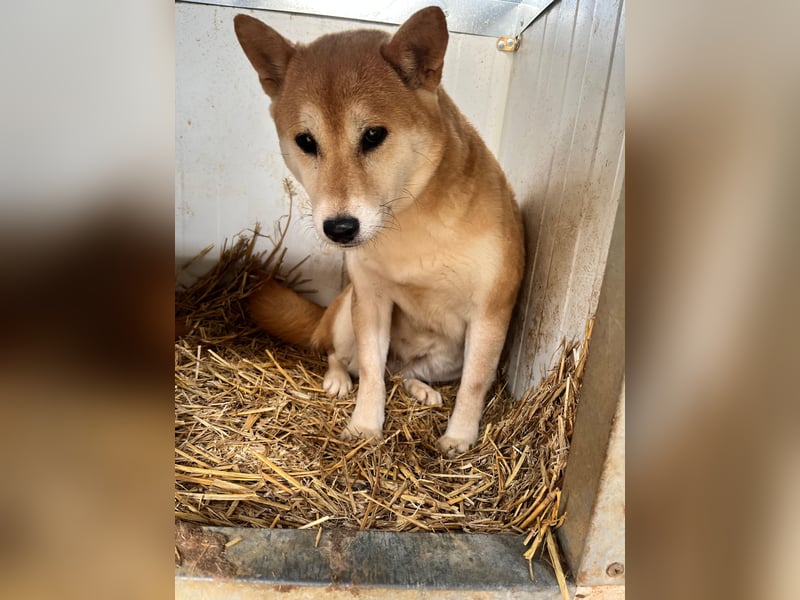 Napsugar – Sanfte Shiba Inu-Hündin sucht ein liebevolles Zuhause