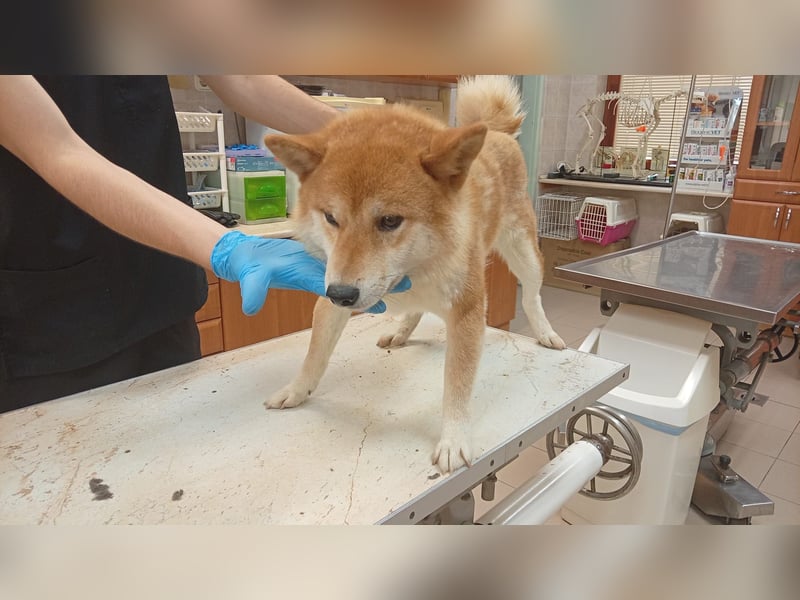 Zaba-PP – Sensibler Shiba Inu-Rüde sucht seine Menschen