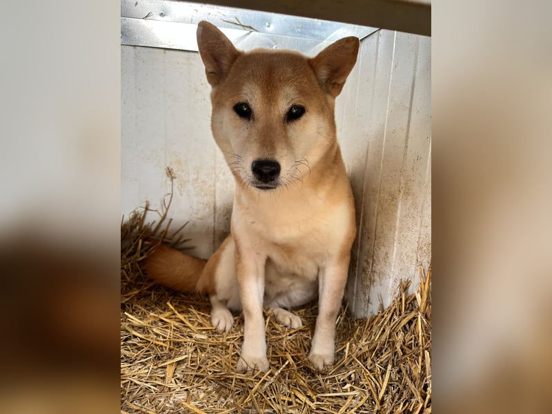 Napsugar – Sanfte Shiba Inu-Hündin sucht ein liebevolles Zuhause