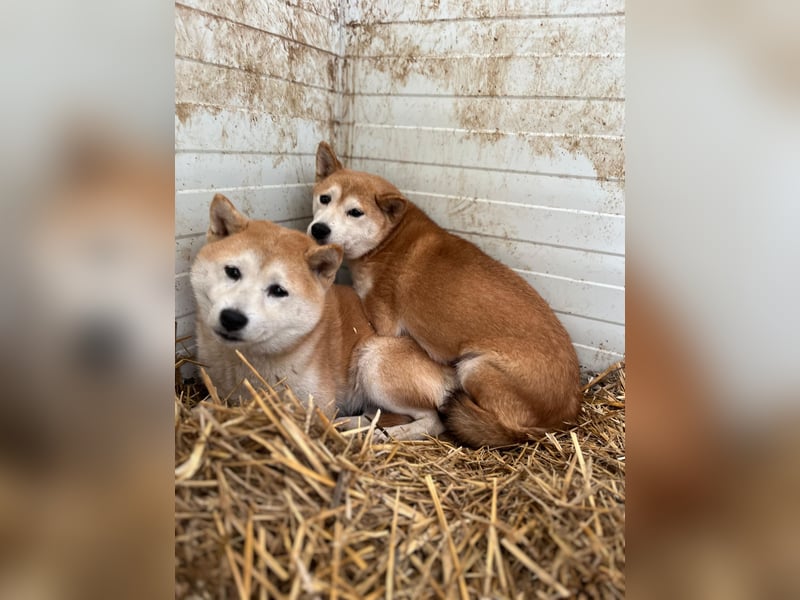 Meri – Sensible Shiba Inu-Hündin sucht ihre Menschen