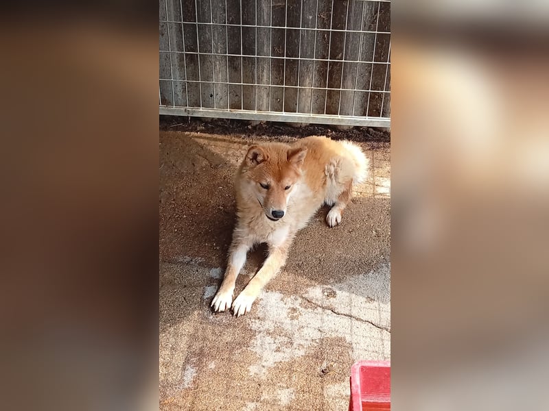 Golyo – Sensibler Shiba-Junge sucht sein Glück abseits der Vermehrer-Welt 