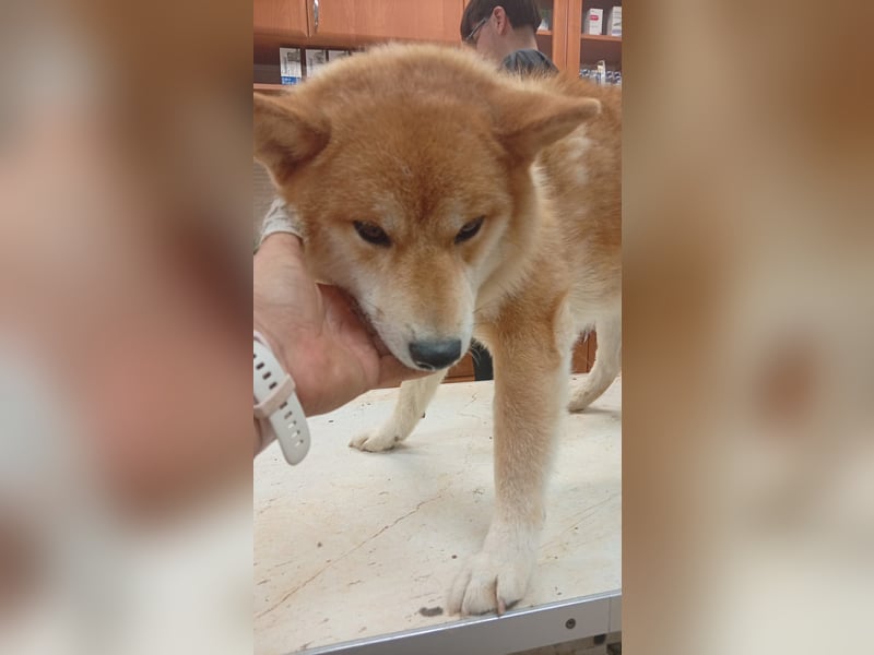 Zaba-PP – Sensibler Shiba Inu-Rüde sucht seine Menschen