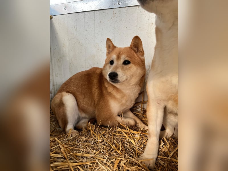 Cukor2 – Sanfte Shiba-Seele sucht liebevolles Zuhause 
