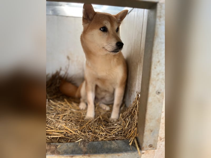 Napsugar – Sanfte Shiba Inu-Hündin sucht ein liebevolles Zuhause