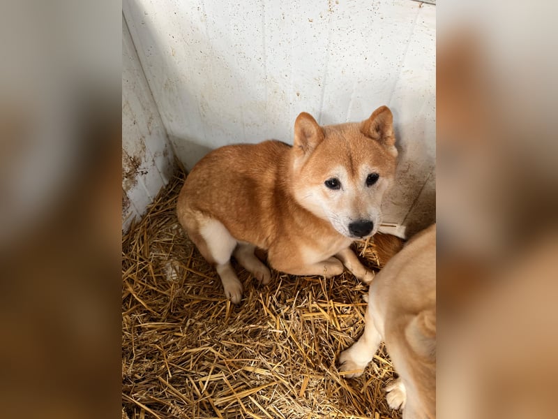 Cukor2 – Sanfte Shiba-Seele sucht liebevolles Zuhause 