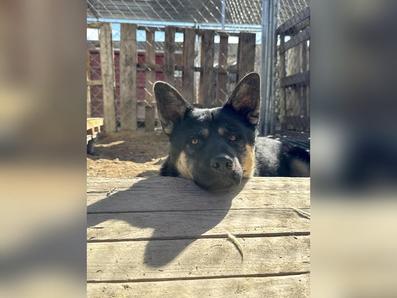 Hund Rüde Tierschutz Bundesweite Vermittlung