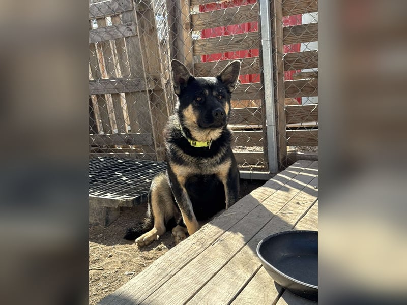 Hund Rüde Tierschutz Bundesweite Vermittlung