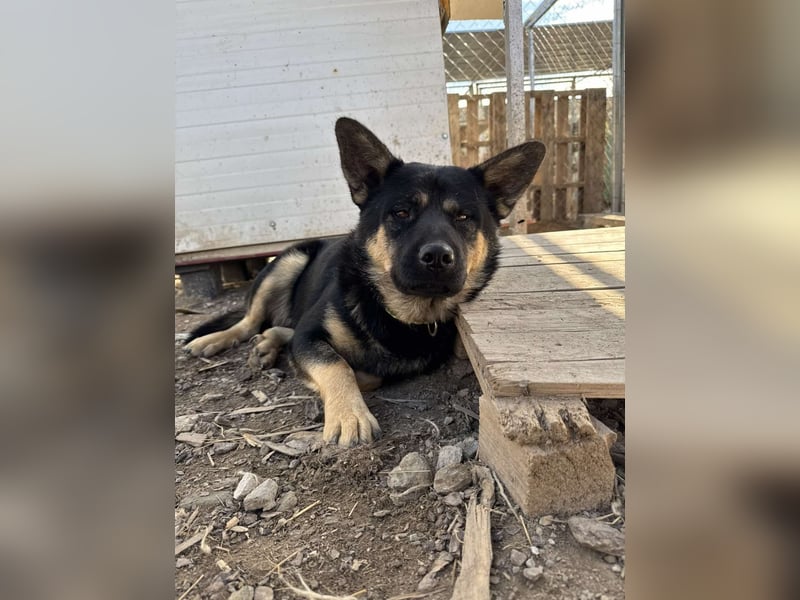Hund Rüde Tierschutz Bundesweite Vermittlung