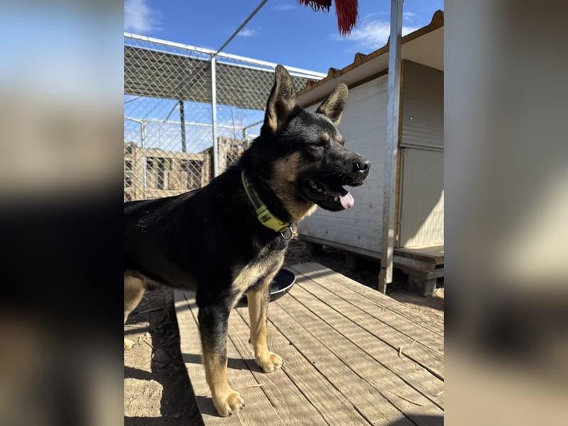 Hund Rüde Tierschutz Bundesweite Vermittlung