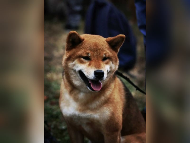 Shiba inu Welpen mit Papieren, an Erbkrankheiten getestet, Transport möglich!