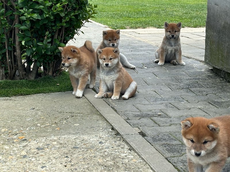 Shiba inu Welpen mit Papieren, Transport möglich!