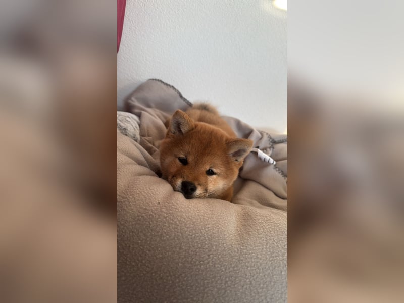 Shiba inu Welpen mit Papieren, Transport möglich!