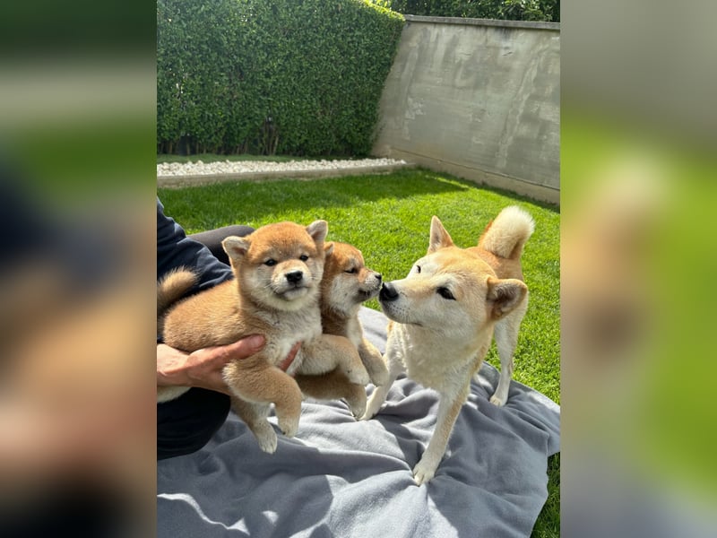 Shiba inu Welpen mit Papieren, Transport möglich!