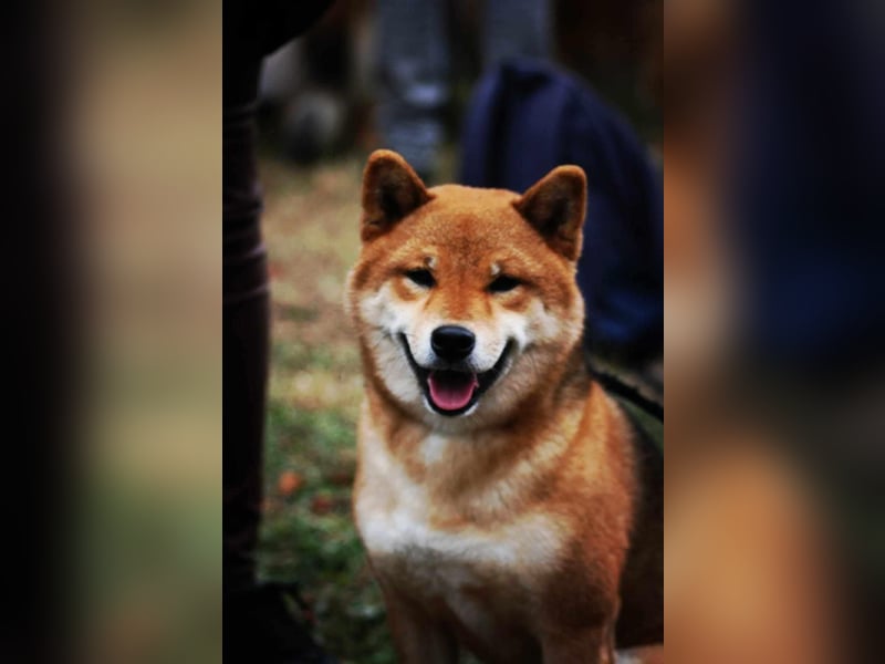 Shiba inu Welpen mit Papieren, Transport möglich!