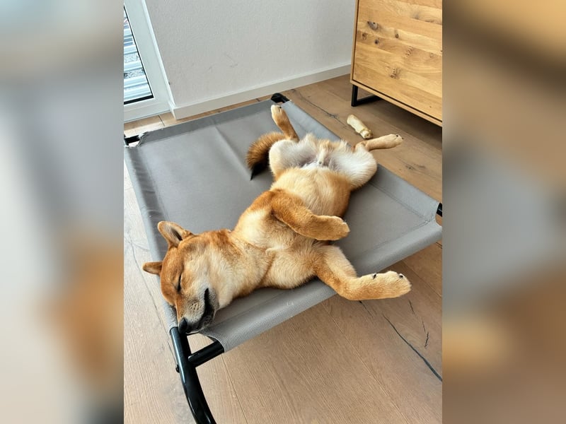 Shiba inu Welpen mit Papieren, Transport möglich!