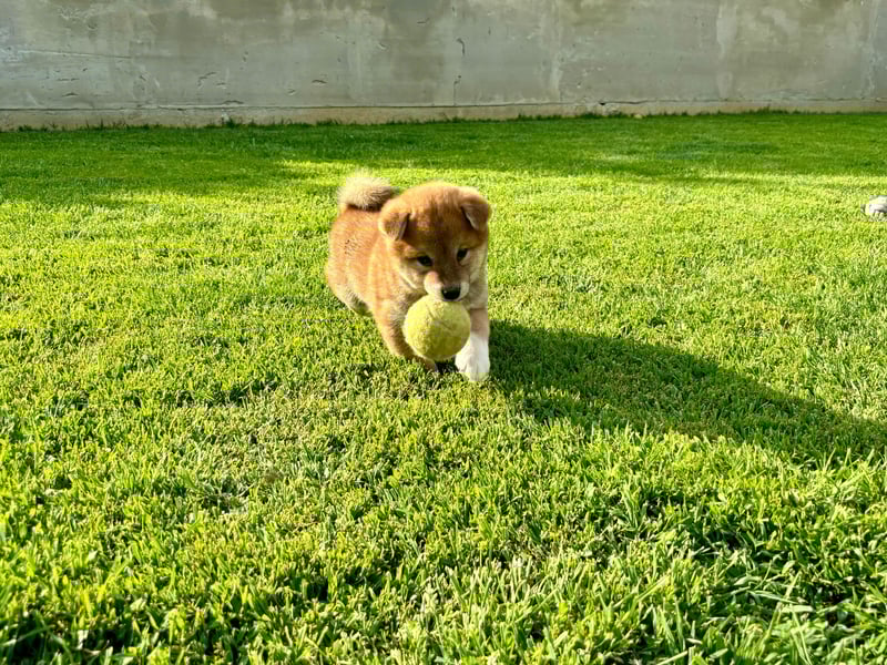 Shiba inu Welpen mit Papieren, Transport möglich!