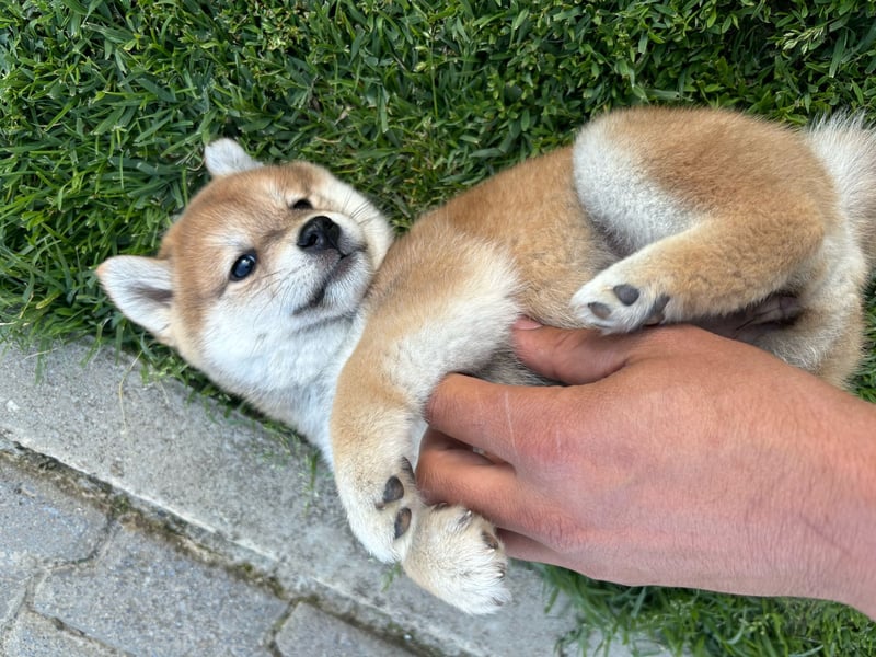 Shiba inu Welpen mit Papieren, Transport möglich!