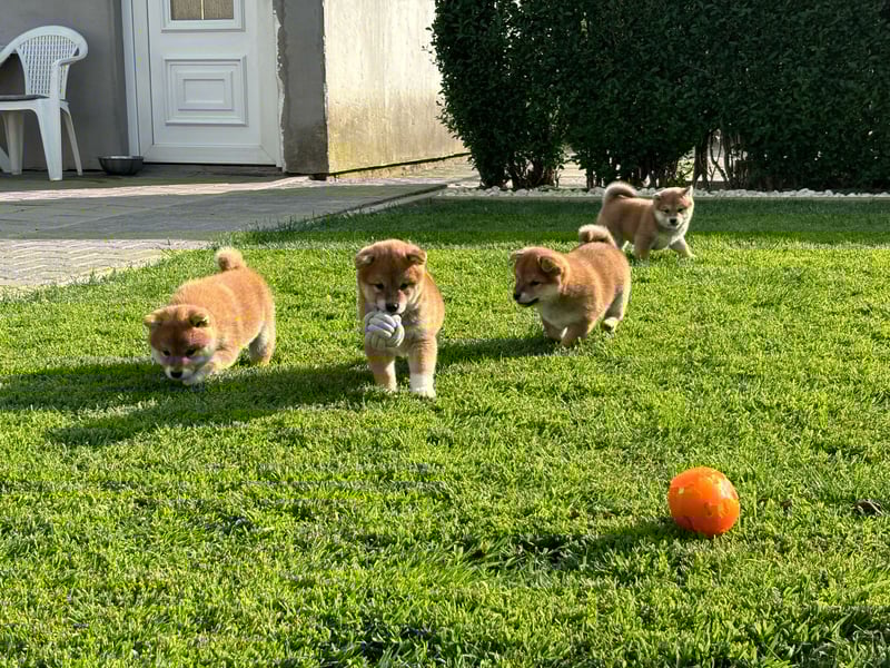 Shiba inu Welpen mit Papieren, Transport möglich!