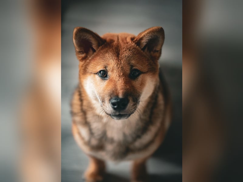 Shiba inu Welpen mit Papieren, Transport möglich!