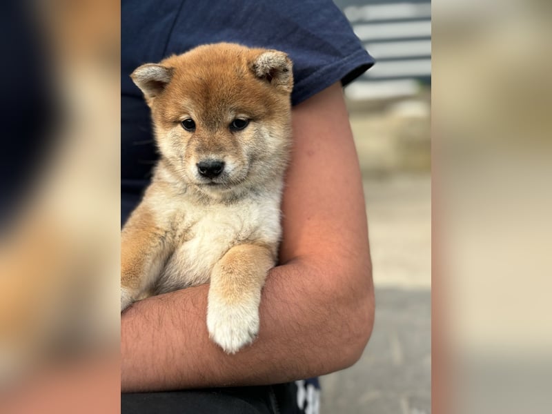 Shiba inu Welpen mit Papieren, Transport möglich!