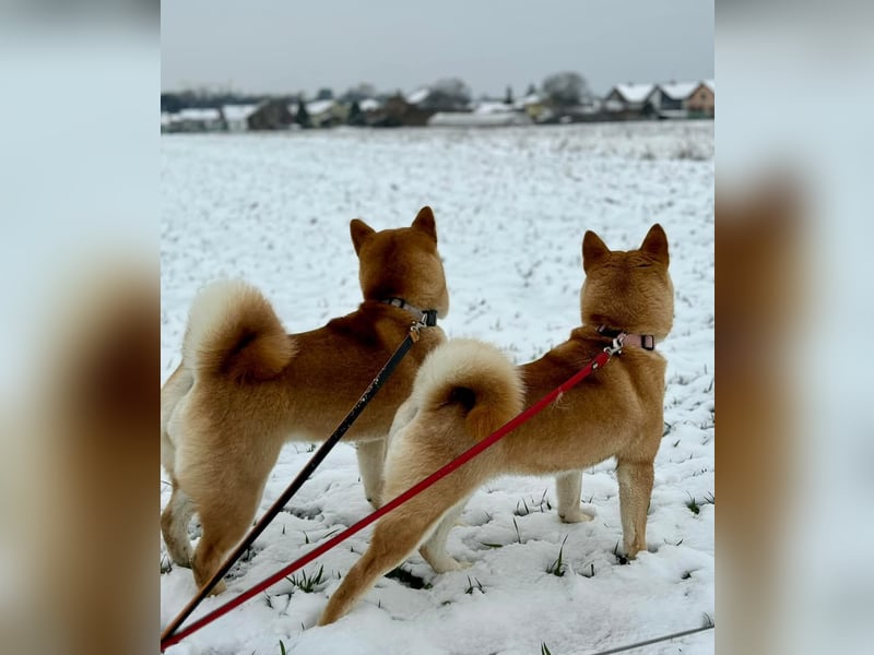 Shiba inu Welpen mit Papieren, Transport möglich!