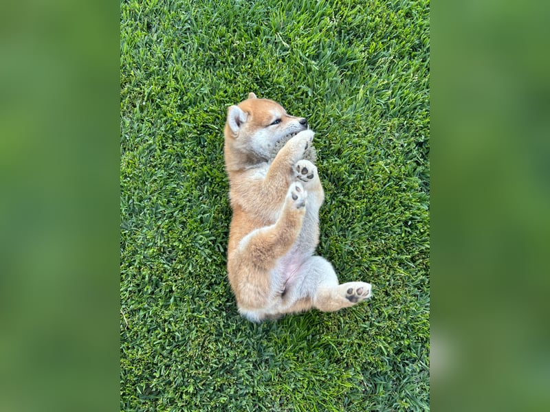 Shiba inu Welpen mit Papieren, Transport möglich!
