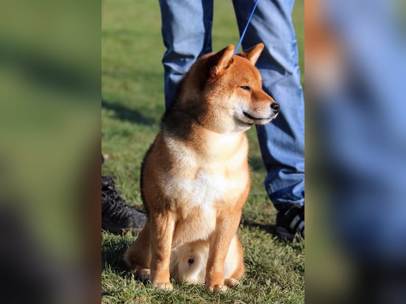 Shiba inu Welpen mit Papieren, Transport möglich!