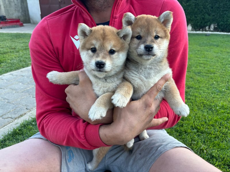 Shiba inu Welpen mit Papieren, Transport möglich!