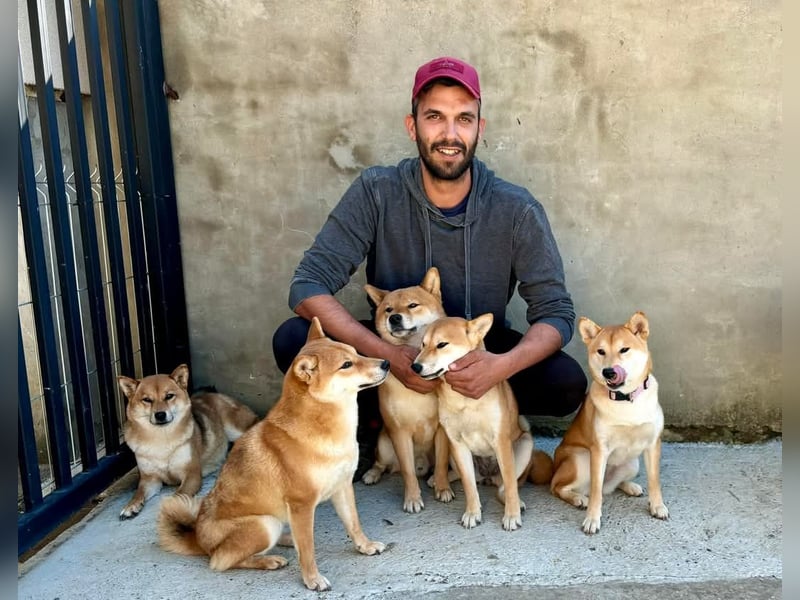Shiba inu Welpen mit Papieren, Transport möglich!