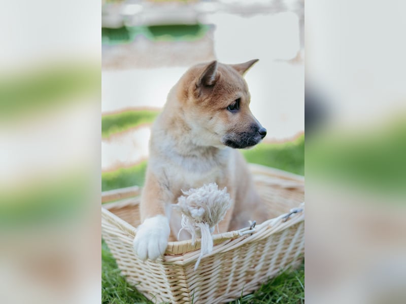 Reinrassige Shiba Inu Welpen abzugeben! Gesund, munter und bildhübsch!