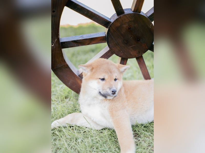 Reinrassige Shiba Inu Welpen abzugeben! Gesund, munter und bildhübsch!