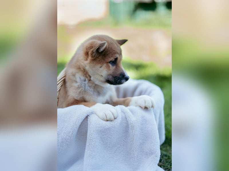 Reinrassige Shiba Inu Welpen abzugeben! Gesund, munter und bildhübsch!