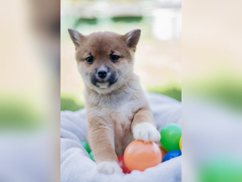 Reinrassige Shiba Inu Welpen abzugeben! Gesund, munter und bildhübsch!