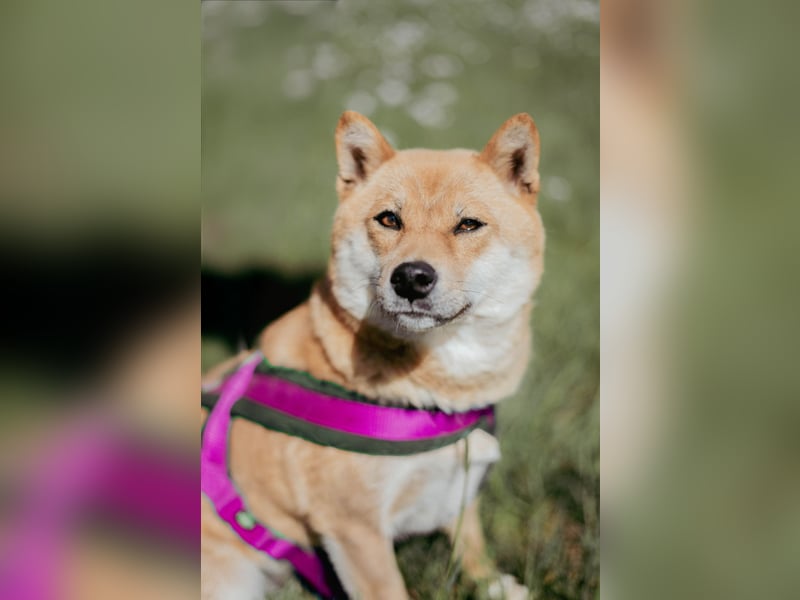 Reinrassige Shiba Inu Welpen abzugeben! Gesund, munter und bildhübsch!