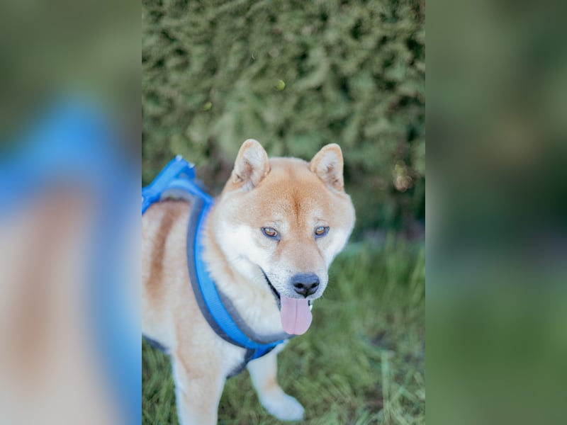 Reinrassige Shiba Inu Welpen abzugeben! Gesund, munter und bildhübsch!