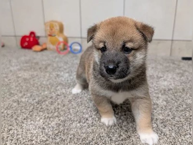 Shiba Inu    welpen Hündin – geimpft, entwurmt, gechipt, mit EU-Heimtierausweis