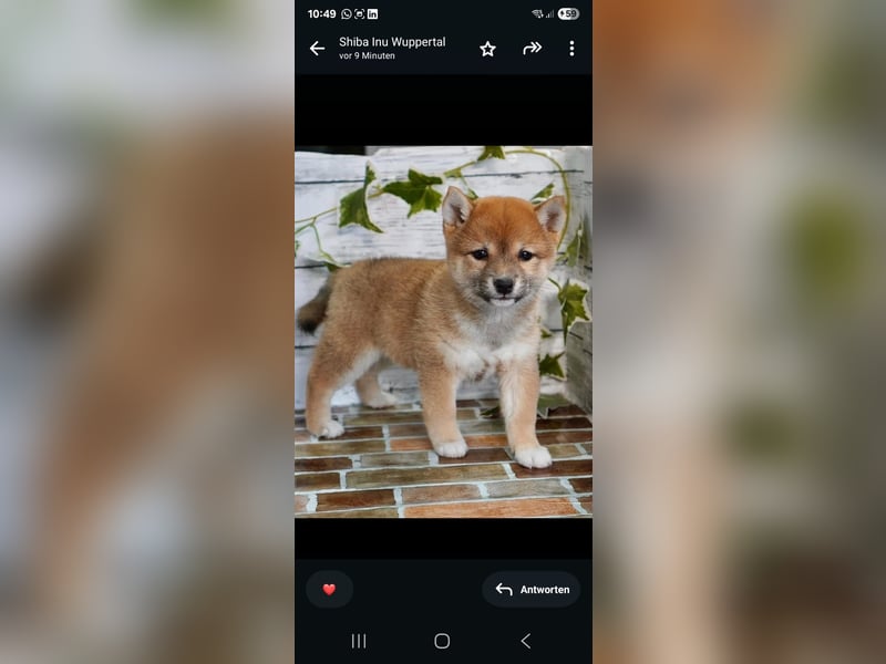 Shiba Inu      Hündin – geimpft, entwurmt, gechipt, mit EU-Heimtierausweis