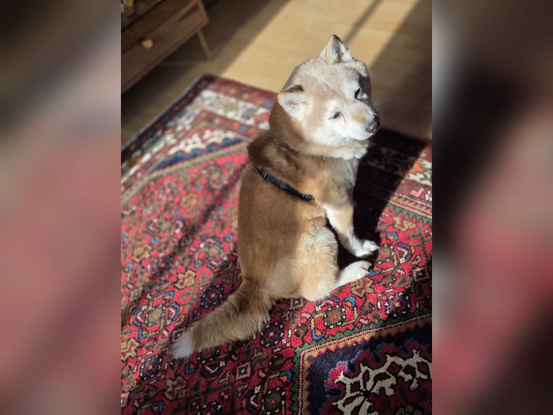 Shiba Inu Leo sucht eine neue liebevolle Familie