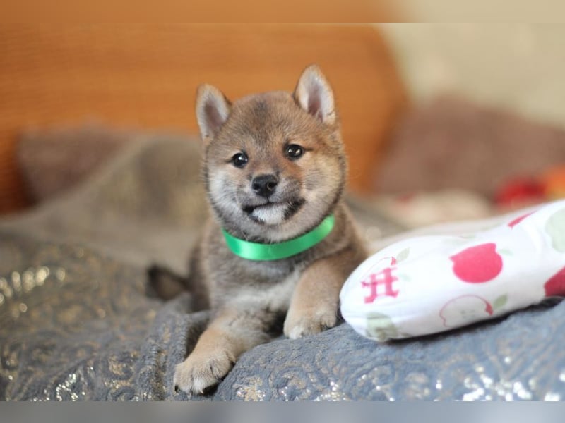 YUKI/Shiba Inu/ Rüde