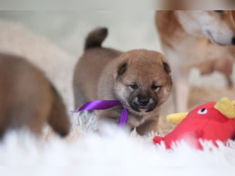 AYA, AMI, AMANE SHIBA INU WELPEN mit FCI dokumenten